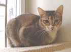 FIVbrowntabby.gif