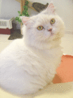 simba.gif