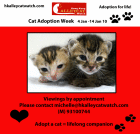 adoptionposterjan10.gif