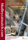 a4adoptflyergreykitten.jpg