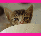 hkacwgif.gif